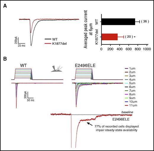 Figure 4. Altered channel kinetics exhibited by PIEZO1 mutants. MA currents in HEK293 cells expressing wild-type or mutant PIEZO1 were examined using a whole-cell patch-clamp technique. (A) K1877del mutant. Left panel, representative traces of peak current amplitude of MA wild-type and PIEZO1-K1877del cells. Both faster channel kinetics and smaller peak current amplitude were observed for the K1877del mutant. Right panel, a comparison of averaged peak currents amplitude recorded at 6 μm from wild-type and K1877del mutant cells, with the K1877del mutant showing a significant decrease of peak current. (B) E2496ELE mutant. Representative traces of MA currents in wild-type (left) and PIEZO1-E2496ELE mutant (right) cells, as a function of depth of the indenting probe. The stimulus waveforms used in activation protocol are shown above the traces with the colors corresponding to each depth of indentation. The E2496ELE insertion mutant displayed increased inactivation rate compared with wild type. In addition, whereas wild-type channel inactivated completely, in 77% of records from the mutant, persistent mechanocurrent was observed, indicating incomplete channel closure. Bottom panel, a current recorded from an E2496ELE mutant at 11 µm displaying increased steady-state availability of the channel shown by the interruption in inactivating current. For presentation, a zoomed in view of the interrupted region is shown with the current peak cutoff.
