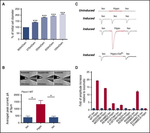 Figure 5. Osmotic stress and PIEZO1 activity. The sensitivity of PIEZO1 expressed in HEK293 cells to different environmental osmolality was analyzed. (A) Changes in cell diameter were measured after solutions of different tonicity were applied to the cell surface; n = 61/Osm, ***P < .001. (B-C) MA currents applied at 6 µm were recorded in the whole-cell patch-clamp configuration, at holding potential −80 mV in HEK293 cells expressing wild-type PIEZO1 (uninduced and induced). Recordings were obtained from isotonic (Iso; 300 mOsm) physiological solution, after perfusion with hypotonic (Hypo; 200 mOsm) solution, and after washout with isotonic (Iso; 300 mOsm) solution. The same experiments were performed only with isotonic (300 mOsm) physiological solution as a control. There was a dramatic increase in the average peak current of MA currents in hypotonic conditions (P < .005, n = 6). To determine the involvement of PIEZO1 on recorded current responses, 30 µM of the inhibitor gadolinium were added to hypotonic solution. The same experiments were performed only with isosmotic (300 mOsm) physiological solution, as a control. A typical response after the addition of gadolinium is shown. (D) MA currents were similarly measured in HEK293 cells expressing HX-associated mutant PIEZO1 (uninduced and induced), with recordings obtained at isotonic (300 mOsm) and hypotonic (200 mOsm) physiological solutions (Table 3).