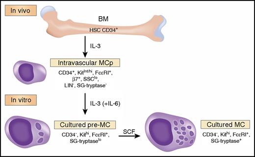 MC are derived from hematopoietic stem cells in the BM. A committed, small, agranular progenitor (MCp) has been identified in the human vasculature that requires IL-3 for its survival and initial differentiation. In the presence of IL-3 (and IL-6), isolated MCp can be driven to further differentiate into an intermediate form termed a pre-MC. These latter cells can be further driven to a more mature state by culture with SCF, characterized by more mature SG and expressing a surface phenotype similar to MC isolated from human tissue. We have limited the phenotypic markers to the data presented in the article by Dahlin et al but assume that maturation changes for SG would be progressive, whereas β7 integrin (β7) expression declines. Professional illustration by Somersault18:24.