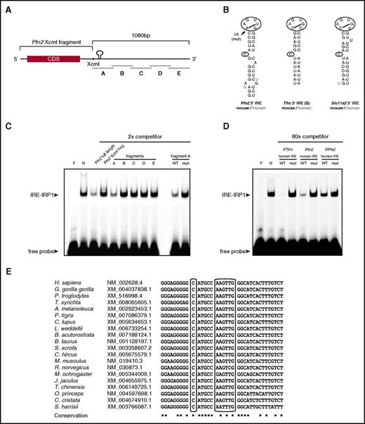 Figure 1. Identification of the Pfn2 3′ UTR IRE and IRP binding studies. (A) Schematic representation of the Pfn2 mRNA. Coding region (black box), Pfn2 XcmI fragment, and fragments A to E and IRE are shown. (B). Human and mouse 3′ IRE motifs in Pfn2, Tfrc, and Slc11a2 mRNAs. Notice differences in sequence in the apical loop. The arrow indicates the deletion of the adenosine (ΔA, mut) used as mutant construct. (C) Nonradioactive competitive EMSA using fluorescent ferritin H IRE-labeled probe and twofold molar excess of unlabeled competitors (full-length Pfn2 mRNA or Pfn2 mRNA fragments). Constructs or fragments (XcmI fragment, A to E fragment) used as competitors are indicated. Mut, fragment A containing a single deletion in the first A of the 6-nucleotides apical loop; WT, wild-type fragment A. One representative experiment out of 4 is shown. (D) Nonradioactive competitive EMSA using fluorescent ferritin H IRE-labeled probe and 80-fold molar excess of unlabeled competitors (ferritin H or mouse and human Pfn2 IRE sequences). (E) Representative phylogenic conservation of the Pfn2 IRE among mammals; an extended alignment is shown in supplemental Figure 2. Asterisks (*) indicate residues conserved in all aligned species. CDS, coding sequence.