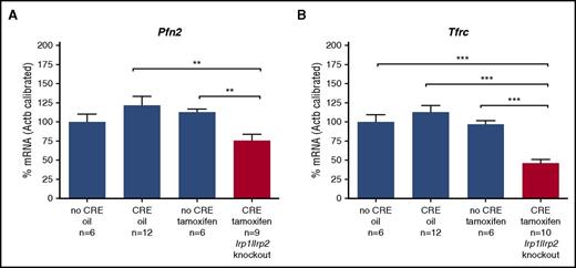 Figure 2. Duodenal expression levels of Pfn2 mRNA in mice with intestinal IRP1 and IRP2 depletion in adult stage. IRP1 and IRP2 deficiency was obtained using the Cre/LoxP technology in a tamoxifen-inducible system in the intestinal mucosa. Adult animals carrying floxed IRP alleles plus the Cre-ERT (XerC recombinase fused to an estrogen receptor tamoxifen-activated) transgene were given tamoxifen (1 mg intraperitoneally per animal per day on 5 consecutive days) to trigger IRP ablation in the intestine. Mice were euthanized 5 weeks after the last tamoxifen injection and Pfn2 mRNA levels (A) as well as Tfrc mRNA levels (B) were assesed by qPCR. Control mice (blue bars) were WT mice treated with oil (no CRE oil) or tamoxifen (no CRE tamoxifen), or CRE-expressing mice receiving the vehicle only (CRE oil). Tfrc mRNA expression was assessed as a molecular signature of IRP deficiency. The histograms represent mRNA levels after calibration to β-actin and normalization to the “no Cre oil” control. P values were determined by unpaired 2-tailed Student t test, **P ≤ .01, ***P ≤ .001.