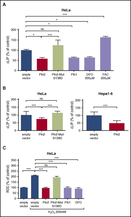 Figure 3. LIP and ROS levels in cell lines overexpressing Pfn2. (A) HeLa cells were transiently transfected with pCMV6-Kan/Neo empty vector, pCMV6-Pfn2, or Pfn2-Mut S138D vector. As control, cells were transfected with pCMV6-Fth1 vector or with the empty vector and treated with 200 µM DFO or 200 µM ferric ammonium citrate (FAC) for 16 hours. cLIP was measured by the calcein-AM method 48 hours after transfection. Data were normalized to cells transfected with the empty vector, set as 100%. Means ± standard deviation (SD) are shown. (B) Stable Hepa1-6 and HeLa clones overexpressing the WT mouse Pfn2 or Pfn2-Mut S138D were isolated, and LIP was measured and normalized to cells stably transfected with the pCMV6 empty vector, set as 100%. Means ± SD are shown. (C) ROS levels were measured using the 2′,7′-dichlorofluorescin diacetate method in HeLa cells transiently transfected with pCMV6-Kan/Neo empty vector, pCMV6-Pfn2, Pfn2-Mut S138D, or pCMV6-Fth1 vectors or in cells transfected with the empty vectors and treated with 200 µM DFO for 16 hours. ROS levels were assayed 48 hours after transfection following a pretreatment with 200 µM H2O2 to induce ROS generation. ROS quantifications were normalized to cells transfected with the empty vector and not treated with H2O2, set as 100%. Means ± SD are shown. *P ≤ .05, ***P ≤ .001. ns, not significant.