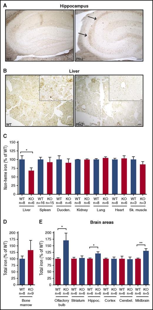 Figure 4. Abnormal iron distribution in Pfn2−/− vs WT mice. Enhanced Prussian blue staining in brain (A) and liver (B) of Perls-perfused Pfn2−/− and WT mice. In the Pfn2−/− brain section, the arrows point to CA1-CA2 hippocampal regions, enriched in iron. In contrast, iron is lost in liver parenchymal cells. Scale is 100 µm in panel A, and 200 µm in low-magnification panels and 20 µm in the high-magnification insets in panel B. (C) Tissue non–heme iron content measured using the bathophenanthroline chromogen method in the indicated tissues shows a loss of 40% of iron in the liver of Pfn2−/− mice. Total iron content measured by atomic absorption method in bone marrow (D) and brain areas (E) shows iron overload in olfactory bulbs, hippocampus, and midbrain of Pfn2−/− mice. Measures are given as percentage of control WT littermates. The sample size (n) is indicated. P values were determined by unpaired 2-tailed Student t test, *P ≤ .05, **P ≤ .01.