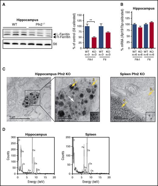 Figure 5. Ferritin L and H protein and mRNA levels and iron deposits in the hippocampus of Pfn2−/− mice. (A) Hippocampal ferritin L (Ftl) and ferritin H (Fth1) protein measured by western blotting are reduced in Pfn2 KO mice compared with WT controls. Ribosomal protein S6 levels were used for calibration. Graphs represent quantified data normalized to the WT control (set as 100%). Sample size (n) is indicated. (B) Hippocampal ferritin L (Ftl) and ferritin H (Fth1) mRNA levels measured by qPCR show no difference between Pfn2−/− and WT control mice. mRNA expression was calibrated with ribosomal protein L19 (Rpl19) and TATA box binding protein (Tbp) mRNA expression and normalized to WT mice (set as 100%). Sample size (n) is indicated. (C) On the left side, TEM sample image from the hippocampus of a Pfn2−/−mouse. The boxed area is magnified on its right. On the right side, sample image from the spleen of a Pfn2−/− mouse. TEM images of hippocampus (second image) and spleen (third image from left) are at the same magnification for comparison of the aggregates size and morphology. Lamellae structures characterizing a mitochondrion are highlighted by a white arrow. Iron aggregates of different morphologies are indicated by yellow arrows: mitochondrial amorphous and big clustered aggregates (1), isolated biomineral nanoparticles (2), cytoplasm dispersed ferritin cores (3), and spleen hemosiderin aggregates (4). Small insets from center and right TEM images are at the same magnification, showing the smaller particle size observed in hippocampus (2) in comparison with the spleen ferritin cores (3). (D) In the hippocampus and spleen of Pfn2−/−mice, electron-dense areas have been tested by EDS to confirm the presence of iron. **P ≤ .01.