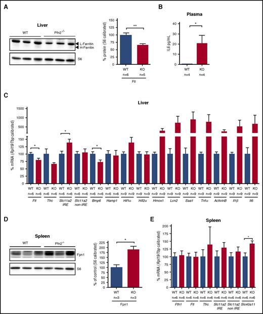 Figure 6. Protein and RNA levels of iron-related genes in liver and spleen of Pfn2−/−and WT mice. Liver (A) ferritin L and ferritin H protein levels measured by western blotting are reduced in Pfn2−/− mice compared with WT controls, whereas splenic (D) ferroportin protein levels are increased in Pfn2−/− mice compared with WT controls. Ribosomal protein S6 levels were used for calibration. Graphs represent quantified data normalized to the WT sample (set as 100%). Samples size (n) is indicated. RNA expression of iron-related genes was analyzed by qPCR in liver (C) and spleen (E). mRNA expression was calibrated with Rpl19 and Tbp mRNA expression and normalized to WT mice (set as 100%). Sample size (n) is indicated. (B) Plasma levels of Il6 were measured by Luminex immunoassay. Bmp6, bone morphogenetic protein 6; Hamp1, hepcidin; Hif1α/2α, hypoxia inducible factor 1α/2α; Hmox1, heme oxygenase 1; Il1β/6, interleukin 1β/6; Lcn2, lipocalin 2; Saa1, serum amyloid A1; Slc40a11, ferroportin (protein: Fpn1); Tnfα, tumor necrosis factor α. *P ≤ .05, **P ≤ .01.