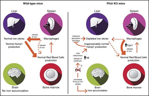 Figure 7. Model for systemic iron distribution and homeostasis in WT vs Pfn2−/−mice. Pfn2 KO mice exhibit brain iron accumulation and depletion of liver iron stores with normal hematological parameters. Brain iron overload can be attributed to an increase in transferrin-transferrin receptor endocytosis (Tf-Fe3+-TfR1) because of the lack of Pfn2 that negatively regulates this process. Although in WT mice erythropoiesis is supported mainly by liver but also splenic iron, in Pfn2−/− mice erythropoiesis is supported exclusively by the spleen, where we have detected a substantial increase in ferroportin (Fpn1) production. In Pfn2−/− mice hepcidin (Hamp1), production in liver is inappropriately normal despite low-iron levels, which should downregulate hepcidin production in order to increase dietary iron absorption and restore liver iron content. Hepcidin inappropriately normal levels in liver of Pfn2−/−mice are caused by a mild increase in the release of Il6 proinflammatory cytokine that can overrule opposite inhibitory signals.