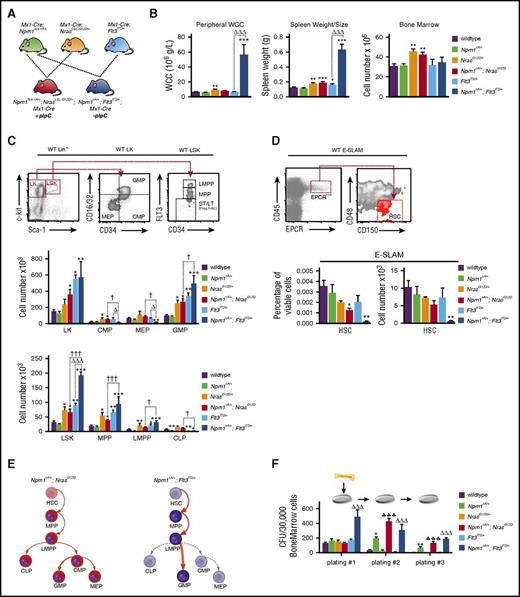 Figure 1. Mutant Npm1 cooperates with Nras-G12D and Flt3-ITD to enhance myeloid differentiation and enhance progenitor self-renewal. (A) Schema for Mx-1 Cre, Npm1flox-cA, NrasLSL-G12D, and Flt3ITD intercrosses. (B) NrasG12D/+ mice show a subtle and Npm1cA/+;Flt3ITD/+ mice a marked increase in WCC, in comparison with wild-type. Splenic sizes were significantly increased in all mutant genotypes except Npm1cA/+, with Npm1cA/+;Flt3ITD/+ showing the most striking phenotype. Bone marrow cellularity was increased only in the presence of the NrasG12D/+ allele. (C) FACS analysis at 4 to 5 weeks after mutation induction. Gating strategies depicted are from wild-type mice. There were significant differences in the stem and progenitor cell compartments of NrasG12D/+ and Flt3ITD/+, but not of Npm1cA/+ single-mutant, mice, as has been previously reported. In double-mutant mice, the Npm1cA/+;NrasG12D/+ combination was not significantly different to NrasG12D/+, in contrast to Npm1cA/+;Flt3ITD/+, which was markedly different from both Flt3ITD/+ and Npm1cA/+ single mutants. (D) Using a cell surface phenotype independent of FLT3 staining, we found that CD45+/EPCR+/CD150+/CD48− HSCs were reduced slightly in Npm1cA/+;NrasG12D/+ and markedly in Npm1cA/+;Flt3ITD/+ mice. (E) Summary of hematopoietic effects of Npm1cA/+;NrasG12D/+ and Npm1cA/+;Flt3ITD/+ double mutations in mice. (F) Single Npm1cA/+- and double Npm1cA/+;NrasG12D/+- or Npm1cA/+;Flt3ITD/+-mutant hematopoietic progenitors show increased self-renewal potential in whole bone marrow serial replating assays (n = 4-8). Mean ± SEM are plotted. Significant values are reported for 1-way analysis of variance (Bonferroni adjusted). LT, long-term; Prog., progenitors; ST, short-term. *P < .05, **P < .01, ***P < .001, all vs wild-type; ΔP < .05, ΔΔΔP < .001, all vs Flt3ITD/+; ♣♣♣P < .001, all vs NrasG12D/+; †P < .05, ††P < .01, †††P < .001, all Npm1cA/+;NrasG12D/+ vs Npm1cA/+;Flt3ITD/+. WCC, white cell count.