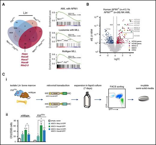 Impact of Npm1cA/+on the transcriptome of NrasG12D/+- and Flt3ITD/+-mutant hematopoietic progenitors. (A) Overlap of differentially expressed mRNAs reveals that Npm1cA/+ has a dramatic impact on Lin− progenitor GEPs when combined with Flt3ITD/+ but only a modest impact when combined with NrasG12D/+. Nonetheless, the characteristic hallmarks of Npm1cA/+, namely overexpression of Hoxa genes and of the homeobox genes Hopx and Nkx2-3, are retained in both types of double-mutant progenitors. Gene Set Enrichment Analysis reveals enrichment of differentially expressed genes from these models in human AMLs harboring mutant NPM1 or MLL gene fusions. (B) Comparison of human NPM1-mutant (NPM1c) vs NPM1-wildtype (NPM1WT) normal karyotype AML also shows marked overexpression of HOXA and HOXB genes as well as of NKX2.3, raising the possibility that the latter may mediate some of the effect of NPM1c. (C) Effects of Nkx2-3 and Hoxa9 overexpression on mouse hematopoietic progenitors. (i) Lin− bone marrow progenitors from wild-type and Flt3ITD/+ mice were transduced with MSCV-Nkx2.3-CFP or MSCV-Hoxa9-GFP constructs or both, maintained in liquid culture for 7 days, FACS sorted for CFP and GFP single- and double-transfected cells, and plated in semisolid media. (ii) Colony assays of 2,500 transduced cells show that both MSCV-Hoxa9 and MSCV-Nkx2-3 conferred an increase in self-renewal of both wild-type and Flt3ITD/+ cells. However, double MSCV-Hoxa9/MSCV-Nkx2-3 transfected cells showed no further changes in self-renewal when compared with MSCV-Hoxa9 alone. Mean ± SEM (n = 3). *P < .05; **P < .01; ***P < .001; Student t test. (D) Sorting strategy for LSK/CD34+/Flt3+/CD48+ progenitor cells and overlap of differentially expressed genes (Illumina MouseWG-6 version 2 Expression BeadChip) for NrasG12D/+ vs (i) Npm1cA/+;NrasG12D/+ and (ii) Flt3ITD/+ vs Npm1cA/+;Flt3ITD/+ MPP datasets. (E) Heat maps of normalized Hox gene expression in (i) MPP and (ii) Lin− progenitor populations reveal that, unlike Lin− cells, Npm1cA/+-mutant (single or double) MPPs have similar patterns of Hox gene expression to Npm1-WT MPPs (normalized average expression values are used to generate heat map values). (F) Differentially expressed genes in Npm1cA/+;Flt3ITD/+ MPPs vs WT controls. Adj., adjusted; FC, fold change; NK, normal karyotype.