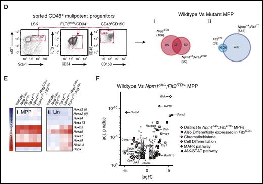 Impact of Npm1cA/+on the transcriptome of NrasG12D/+- and Flt3ITD/+-mutant hematopoietic progenitors. (A) Overlap of differentially expressed mRNAs reveals that Npm1cA/+ has a dramatic impact on Lin− progenitor GEPs when combined with Flt3ITD/+ but only a modest impact when combined with NrasG12D/+. Nonetheless, the characteristic hallmarks of Npm1cA/+, namely overexpression of Hoxa genes and of the homeobox genes Hopx and Nkx2-3, are retained in both types of double-mutant progenitors. Gene Set Enrichment Analysis reveals enrichment of differentially expressed genes from these models in human AMLs harboring mutant NPM1 or MLL gene fusions. (B) Comparison of human NPM1-mutant (NPM1c) vs NPM1-wildtype (NPM1WT) normal karyotype AML also shows marked overexpression of HOXA and HOXB genes as well as of NKX2.3, raising the possibility that the latter may mediate some of the effect of NPM1c. (C) Effects of Nkx2-3 and Hoxa9 overexpression on mouse hematopoietic progenitors. (i) Lin− bone marrow progenitors from wild-type and Flt3ITD/+ mice were transduced with MSCV-Nkx2.3-CFP or MSCV-Hoxa9-GFP constructs or both, maintained in liquid culture for 7 days, FACS sorted for CFP and GFP single- and double-transfected cells, and plated in semisolid media. (ii) Colony assays of 2,500 transduced cells show that both MSCV-Hoxa9 and MSCV-Nkx2-3 conferred an increase in self-renewal of both wild-type and Flt3ITD/+ cells. However, double MSCV-Hoxa9/MSCV-Nkx2-3 transfected cells showed no further changes in self-renewal when compared with MSCV-Hoxa9 alone. Mean ± SEM (n = 3). *P < .05; **P < .01; ***P < .001; Student t test. (D) Sorting strategy for LSK/CD34+/Flt3+/CD48+ progenitor cells and overlap of differentially expressed genes (Illumina MouseWG-6 version 2 Expression BeadChip) for NrasG12D/+ vs (i) Npm1cA/+;NrasG12D/+ and (ii) Flt3ITD/+ vs Npm1cA/+;Flt3ITD/+ MPP datasets. (E) Heat maps of normalized Hox gene expression in (i) MPP and (ii) Lin− progenitor populations reveal that, unlike Lin− cells, Npm1cA/+-mutant (single or double) MPPs have similar patterns of Hox gene expression to Npm1-WT MPPs (normalized average expression values are used to generate heat map values). (F) Differentially expressed genes in Npm1cA/+;Flt3ITD/+ MPPs vs WT controls. Adj., adjusted; FC, fold change; NK, normal karyotype.