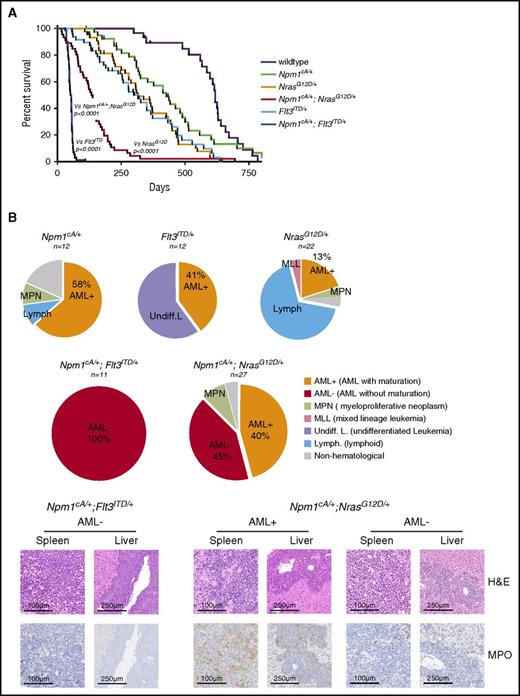 Figure 3. Npm1cA and NrasG12D cooperate to drive high-penetrance AML. (A) Kaplan- Meier survival curves of wild-type (n = 23), Npm1cA/+ (n = 34), NrasG12D/+ (n = 40), Flt3ITD/+ (n = 39), Npm1cA/+;NrasG12D/+ (n = 46), and Npm1cA/+;Flt3ITD+/ (n = 40). Double mutant (Npm1cA/+;NrasG12D/+ and Npm1cA/+;Flt3ITD/+) mice had a significantly shortened survival when compared with single mutants, and Npm1cA/+;Flt3ITD had significantly shorter survival than Npm1cA/+;NrasG12D/+ mice. (B) Results of independent histopathological analysis of aged moribund mice. Incidence of AML in compound Npm1cA/+;NrasG12D/+ and Npm1cA/+;Flt3ITD/+ mice is increased in comparison with Npm1cA/+, NrasG12D/+, and Flt3ITD/+ mice. Examples of complete effacement of splenic tissue and infiltration of myeloid blast cells in liver tissue from Npm1cA/+;NrasG12D/+ and Npm1cA/+;Flt3ITD+/ AMLs are presented. Reduced myeloperoxidase (MPO) staining in diseased tissues is observed in samples categorized as AML without maturation (AML−) in comparison with those categorized as AML with maturation (AML+). H&E, haematoxylin and eosin.