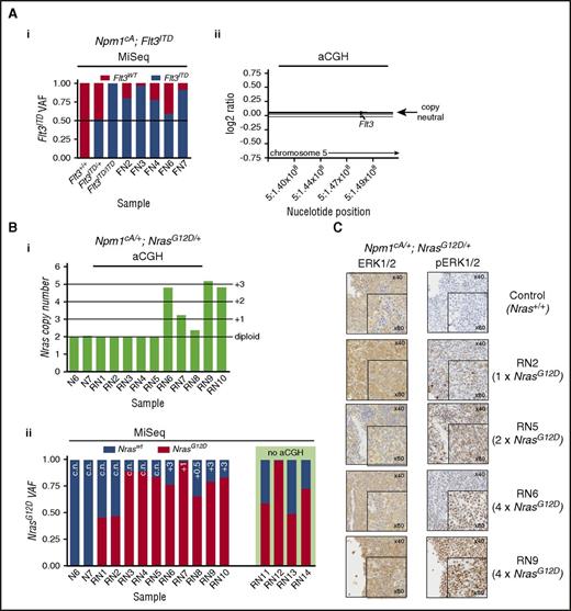 Figure 4. Leukemic progression in double-mutant mice involves increased NrasG12D or Flt3ITD allele dosage. (A) Increase in Flt3ITD allele burden in AMLs from Npm1cA;Flt3ITD mice through loss of heterozygosity for the locus. (i) Flt3ITD amplicon sequencing (MiSeq) of leukemic bone marrow or spleen DNA (FN2-FN7). Tail DNA amplified from 2-week-old Flt3+/+, Flt3ITD/+, and Flt3ITD/ITD mice were used as control. (ii) Normalized log2 ratio plots show normal copy number for the Flt3 locus in 7 of 7 Npm1cA;Flt3ITD murine AMLs (FN-AMLs) tested. (Bi) Summary of aCGH showing copy number gain at the Nras locus in AMLs RN6-10. (Bii) Allele fractions for Nraswt vs NrasG12D show that copy number gains in RN6-10 involved NrasG12D and that an additional 3 cases (RN3-5) show copy-neutral (c.n.) loss of heterozygosity. In addition, 2 more RN AMLs show gains in mutant NRAS when measuring Nraswt vs NrasG12D allele fractions (aCGH was not performed on these). Results of 2 Npm1cA/+ samples are also shown for comparison purposes (N6, N7). (C) Increased gene dosage of NrasG12D correlates with increased levels of phosphorylated RAS effectors pERK1/2. FN2,3,4,6,7 = NPM1cA/+;Flt3ITD/+ AMLs, RN1-14 = Npm1cA/+;NrasG12D/+ AMLs. VAF, variant allele fraction.