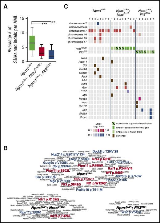 Figure 5. Somatic mutations in Npm1cA/+, Npm1cA/+;NrasG12D/+, and Npm1cA;Flt3ITD AMLs. (A) Exome sequencing identifies an increased number of SNVs and small indels in Npm1cA/+, in comparison with Npm1cA/+;NrasG12D/+ (RN-AML) and Npm1cA;Flt3ITD (FN-AML) AML samples. Npm1cA/+ 6.8 ± 0.9, Npm1cA/+;NrasG12D/+ 3.3 ± 0.5, and Npm1cA/+;Flt3ITD/+ 2.6 ± 0.7 (mean ± SEM) (**P < .01 vs Npm1cA/+, 1-way analysis of variance, Bonferroni adjusted). Total AMLs sequenced; Npm1cA/+ (n = 12), Npm1cA/+;NrasG12D/+ (n = 14) and Npm1cA;Flt3ITD (n = 7). (B) Summary of SNVs/indels detected in AMLs from each genotype, as indicated. Genes mutated in the TCGA AML dataset1 are depicted in red (exact mutation reported) or in blue (different mutations reported). (C) Co-occurrence of SNVs and copy number variants (CNVs) that have been formally detected in the TCGA AML dataset1 or identified as common insertion sites in our previously published Npm1cA/+ Sleeping Beauty Transposon screen.7 Mutant allele copy gains, chromosome gains, and losses are depicted separately. For copy number variation, color-coded boxes are based on log2 ratios (aCGH) and are not representative of CNV size. For a complete overview of all CNV and SNV co-occurrences, see supplemental Figure 6.
