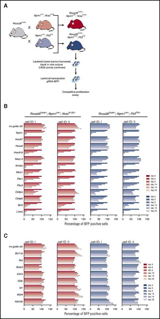 Figure 6. MLL, Hox genes, and their partners are required for the survival of Npm1cA-driven AML cells. (A) Schematic depicting the derivation and liquid culture of Rosa26-EF1a-Cas9 expressing AML cell lines. CRISPR-Cas9–based assessment of individual genes aberrantly expressed in Npm1cA/+;NrasG12D/+ and Npm1cA;Flt3ITD mice. CAS9 activity of these mouse AML cell lines was validated, as described previously (supplemental Figure 7A).11 Individual Rosa26-EF1a-Cas9–expressing cell lines were derived from 2 mice (ID I and II) of each genotype. In vitro competitive assays were performed over a 23-day period using AML cell lines transduced with lentivirus expressing gRNAs for the indicated gene, and the BFP-positive fraction compared with the nontransduced population. Results were normalized to day 3 for each gRNA. Results from AML cell lines transduced with guide RNAs targeting Hoxa-related (B) and non-Hoxa–related (C) genes. gRNA sequences were selected from a previously published library11 and are detailed in supplemental Table 15. Guides against the pan-essential Npm1 gene are used as a control. Ctrl, control; ID, identity of mouse of origin.