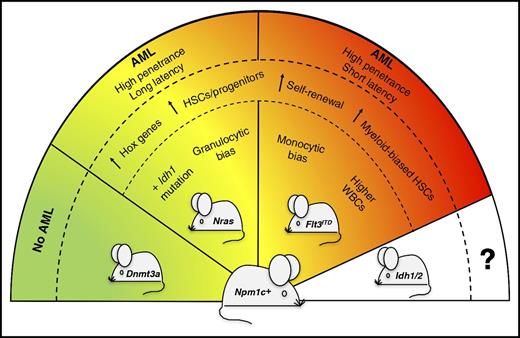 Severity of Npm1cA/+-mutated AML is dictated by concomitant mutations. The presence of different partner mutations in the Npm1cA/+-mutated mouse model (Npm1c+) variably affects the severity and penetrance of the disease phenotype. In particular, Npm1cA/+;NrasG12D/+ mice develop a less aggressive and more differentiated AML than Npm1cA/+;Flt3ITD mice. Compound mutant mice carrying Npm1cA/+;Dnmt3a R878H mutations do not develop leukemia.9 Compound mice co-mutated for Npm1cA/+ and Idh1/2 genes are expected to be generated for future comparative studies. HSCs, hematopoietic stem cells; WBCs, white blood cells.