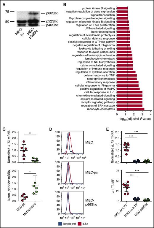 Figure 1. p66Shc deficiency results in an upregulation of ILT3 in the CLL-derived MEC-1 cell line. (A) Immunoblot analysis of p66Shc expression in MEC-pc and MEC-p66Shc cells. (B) Gene categories significantly enriched for genes differentially expressed in MEC-p66Shc vs MEC-pc cells (Fisher’s exact test, adjusted P < .05, dashed line). (C) qRT-PCR analysis of ILT3 expression (upper panel) and p66Shc expression (lower panel) in MEC-pc and MEC-p66Shc cells. Each dot represents an independent measurement. (D) Flow cytometric analysis of ILT3 surface expression on wild-type MEC, MEC-pc, and MEC-p66Shc cells. (E) qRT-PCR analysis of ILT3 gene expression (upper panel) and flow cytometric analysis of ILT3 surface expression (lower panel) on individual MEC-pc and MEC-p66Shc clones (n = 18 and 8, respectively). Shown are mean values ± SD. *P < .05; **P < .01; ***P < .001. MFI, mean fluorescence intensity.