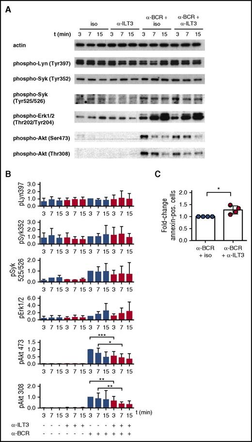 Figure 4. ILT3 triggering inhibits BCR-dependent activation of Akt in CLL cells. Representative immunoblots (A) and relative quantitative analysis (B) of CLL cells stimulated for 3, 7, and 15 minutes with isotype control or ILT3-specific antibody in the presence or absence of BCR stimulation. Cells were isolated from the patients indicated in Table 2. Quantification analysis of phospho-Lyn (pLyn), pSyk, and pErk was performed for n = 12 patients; pAkt Thr308/Ser473 was analyzed for n = 17 patients. (C) Quantitative analysis of apoptotic annexin V–positive cells isolated from 4 CLL patients and stimulated for 24 hours as indicated. Shown are mean values ± SD. *P < .05; **P < .01; ***P < .001.