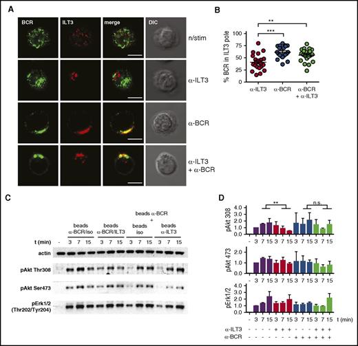 Figure 5. Stimulated ILT3 and BCR cocluster in a confined membrane region where ILT3 inhibits BCR-dependent activation of Akt. (A) Representative immunofluorescence images of CLL cells, either resting or stimulated for 15 minutes as indicated. Staining represents surface ILT3 and BCR. (B) Quantitative analysis of surface BCR polarization toward the ILT3 pole in CLL cells stimulated for 15 minutes as indicated. Dots represents single cells. The analysis is representative of experiments with CLL cells from 5 donors. (C) Representative immunoblot of CLL cells stimulated with beads coated individually with isotype control, ILT3- and BCR-specific antibodies, or with their combination, as indicated. (D) Quantitative immunoblot analysis (n = 3 experiments). Scale bars represent 5 μm. Shown are mean values ± SD. **P < .01; ***P < .001. DIC, differential interference contrast image.
