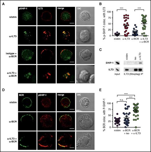 Figure 7. ILT3 inhibits Akt activation by recruiting active SHIP-1 to the BCR. (A) Representative immunofluorescence images and (B) colocalization analysis of phospho-SHIP-1 (Tyr1020) and surface ILT3 in BJAB-ILT3 cells stimulated as indicated for 15 minutes. (C) ILT3 immunoprecipitation (IP) from BJAB-ILT3-Streptag cells stimulated as indicated for 3 minutes. Left panel of immunoblots shows expression levels in the input lysates, and isolated protein complexes are shown on the right. (D) Representative immunofluorescence images and (E) colocalization analysis of phospho-SHIP-1 (Tyr1020) and surface BCR in BJAB-ILT3 cells stimulated as indicated for 15 minutes. Scale bars represent 5 μm. Shown are mean values ± SD. ***P < .001.