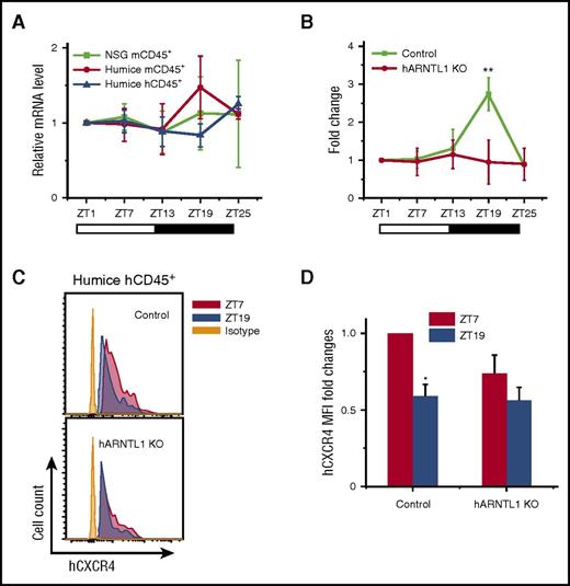 Figure 3. hARNTL1 is critical in controlling circadian oscillations of circulating hCD45+ leukocytes. (A) Blood samples were taken from 10-week-old NSG and humanized mice every 6 hours (ZT1-ZT25) (n = 6). Mouse and human CD45+ leukocytes from different points were separated by cell sorting and analyzed for ARNTL1 expression by RT-PCR. Shown are fold changes of ARNTL1 mRNA levels after normalizing data from each point in individual mice to the initial point, ZT1. (B) Blood samples were taken from 12-week-old humanized mice (control) and hARNTL1−/− humanized mice (hARNTL1 KO) (n = 4). The cell counts of each time in individual mice were normalized to the initial cell numbers at time ZT1. Shown are fold changes of numbers of hCD45+ cells. (C) Representative flow cytometry plots of CXCR4 expression on hCD45+ cells from ZT7 and ZT19 points in control and hARNTL1 KO humanized mice. (D) Mean fluorescence intensity (MFI) quantifications of the expression of CXCR4 on hCD45+ cells from ZT7 and ZT19 (n = 4). Shown are the fold changes normalized to MFI of CXCR4 at ZT7 in control humanized mice. *P < .05; **P < .01.
