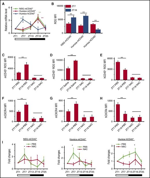 Figure 4. Intracellular ROS regulates circadian oscillations of mouse and human leukocytes. (A) Blood samples were taken from 10-week-old NSG and humanized mice every 6 hours (ZT1-ZT25) (n = 6). Mouse and human CD45+ leukocytes from different times were separated by cell sorting and analyzed for HIF-1α expression by RT-PCR. Shown are fold changes of HIF-1α mRNA levels after normalizing data from each point in individual mice to the initial time, ZT1. (B) Blood samples were taken from points ZT7 and ZT19 in 10-week-old NSG and humanized mice (n = 6). ROS expression levels in mCD45+ and hCD45+ cells were analyzed by flow cytometry. Shown is statistical analysis of ROS MFI. (C-H) Ten-week-old NSG and humanized mice were treated with PBS and NAC (n = 4). Blood samples were taken from points ZT7 and ZT19 and analyzed for ROS (C-E) and CXCR4 staining (F-H). (I) Blood samples were taken from 10-week-old humanized mice treated with PBS or NAC (n = 6). The number counts of mCD45+ and hCD45+ cells at each point in individual mice were normalized to the initial number account of time ZT1. Shown are fold changes of cell number. *P < .05; **P < .01.