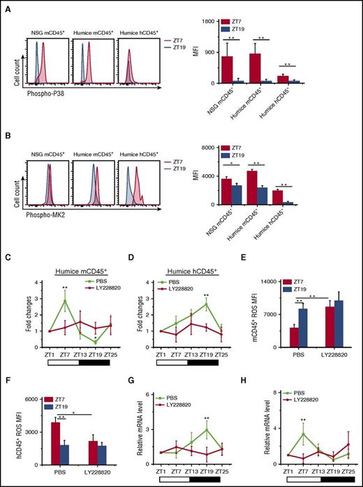 Figure 5. Opposite function of p38MAPK/MK2 on ROS generation and circadian oscillations of circulating mouse and human leukocyte. (A-B) Blood samples were taken from points ZT7 and ZT19 in 10-week-old NSG and humanized mice (n = 6). Shown are representative stain and statistical analysis of phosphorylated p38MAPK (phospho-P38) (A) and phosphorylated MK2 (phospho-MK2) (B). (C-H) Blood samples were taken from 10-week-old humanized mice treated with PBS or LY228820 (n = 6). The number counts of mCD45+ (C) and hCD45+ (D) cells at each point in individual mice were normalized to the initial number at time ZT1. Shown are fold changes of cell number. The ROS MFI in mCD45+ (E) and hCD45+ (F) cells at points ZT7 and ZT19 were analyzed. The 24-h circadian oscillations of HIF-1α mRNA in mCD45+ (G) and hCD45+ (H) cells are shown. *P < .05; **P < .01.