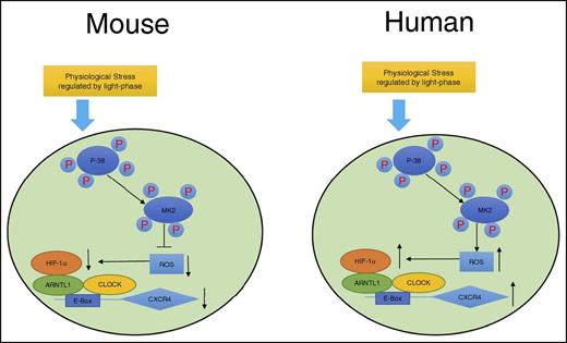 Figure 7. Sketch map of molecular control of circadian rhythm in mouse and human leukocytes. Mouse and human leukocytes can be stimulated by the physiological stress related to light phase during the day time. Subsequently, p38MAPK/MK2 is activated by phosphorylation. The downstream ROS levels respond differentially to p38MAPK/MK2 activation because of the possible opposite functions of MK2 between mouse and human. ROS positively correlates to the binding capacity of HIF-1α/ARNTL1/CLOCK complex on the promoter of CXCR4, which regulates the expression of CXCR4 and results in the opposite circadian oscillation between mouse and human leukocytes.