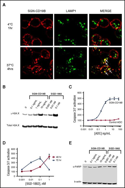 Figure 2. Mechanism of action of SGN-CD19B. (A) Cell surface and intracellular localization of SGN-CD19B in WSU-DLCL2 lymphoma cells was detected by fluorescence microscopy. SGN-CD19B binds to CD19 on the cell surface following treatment of 1 hour at 4°C and is distinguishable from LAMP-1 (upper panels). Following a 4-hour incubation at 37°C (t = 4 hours), SGN-CD19B shows evidence of internalization (lower left) and colocalization with LAMP-1 (lower right). Arrows indicate areas of colocalized signal (yellow) observed in the merged image (lower right). Original magnification ×600. WSU-DLCL2 lymphoma cells were incubated with SGN-CD19B (ng/mL) or SGD-1882 (nM) for 48 or 72 hours prior to western blot analyses with antibodies specific for γ-H2AX (B) or cleaved PARP (E). Antibodies recognizing total H2AX (B) or β-actin (E) were used to confirm equivalent protein loading. (C) Caspase 3/7 activation was assessed by treating cells with SGN-CD19B (blue closed triangles) or a nonbinding control ADC (red open circles) for 72 hours prior to evaluation of caspase 3/7 activity. (D) Caspase 3/7 activation following treatment of cells with free drug (SGD-1882) at 48 hours (red open circles) and 72 hours (blue closed triangles).