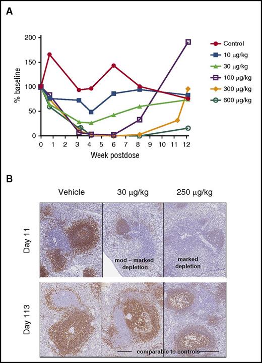 Figure 5. CD20+ B-cell depletion in NHPs. (A) CD20+ B cells were measured in serum over time (CD20+ B-lymphocytes mean). SGN-CD19B results in dose-dependent depletion of CD20+ B cells compared with control. Treatment groups are indicated by distinct symbols: vehicle control (red closed circles); 10 μg/kg (blue closed squares); 30 μg/kg (light green closed triangles); 100 μg/kg (purple open squares); 300 μg/kg (orange closed diamonds); and 600 μg/kg (green open circles). (B) Immunohistochemical staining of CD20+ B cells in spleen at day 11 and 113. Comparison is shown for untreated (left), 30 μg/kg SGN-CD19B (middle), or 250 μg/kg SGN-CD19B (right). At day 11, monkeys treated with 30 μg/kg or 250 μg/kg of SGN-CD19B showed moderate (upper middle) to marked (upper right) depletion. Recovery was evident by day 113 (lower middle and right panels). Original magnification ×10.