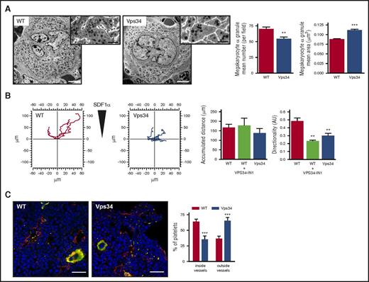 Figure 2. Vps34 is critical for MK migration and granule biogenesis. (A) TEM of MKs from native bone marrow sections. Images are representative of 5 mice of each genotype. Scale bar represents 5 µm (upper images) and 1 µm (lower images). The α-granule number and mean area were quantified on 70-µm2 field of TEM images by using ImageJ software (mean ± SEM; n = 5 mice of each genotype; **P < .01; ***P < .001 vs WT according to 2-tailed Student t test). (B) WT or Vps34-deficient (Vps34) MKs were exposed to a SDF1α gradient within the Dunn chamber. Migration paths over 6 hours of 5 representative MKs from 8 independent experiments in each graph were traced. The intersection of the x-axis and y-axis was taken to be the starting point of each cell path, whereas the source of the SDF1α was at the top. The accumulated distance and directionality from WT MKs in the presence of dimethyl sulfoxide (WT) or 1 μM VPS34-IN1 or from Vps34-deficient (Vps34) MKs were analyzed by using the ImageJ software manual tracking plug-in (mean ± SEM; n = 30-50 MKs from 8 independent experiments; **P < .01 vs WT according to 1-way ANOVA). (C) Representative confocal images of immunostained native bone marrow. MKs and platelets are labeled by vWF staining (green). FABP4/A-FABP staining (red) labels sinusoid vessels. Nucleus staining was done by 4′,6-diamidino-2-phenylindole (blue). Scale bars represent 50 μm. The graph represents the percentage of platelets inside and outside the sinusoids (mean ± SEM; n = 20 images from 4 mice of each genotype, ***P < .001 vs WT according to 2-tailed Student t test).