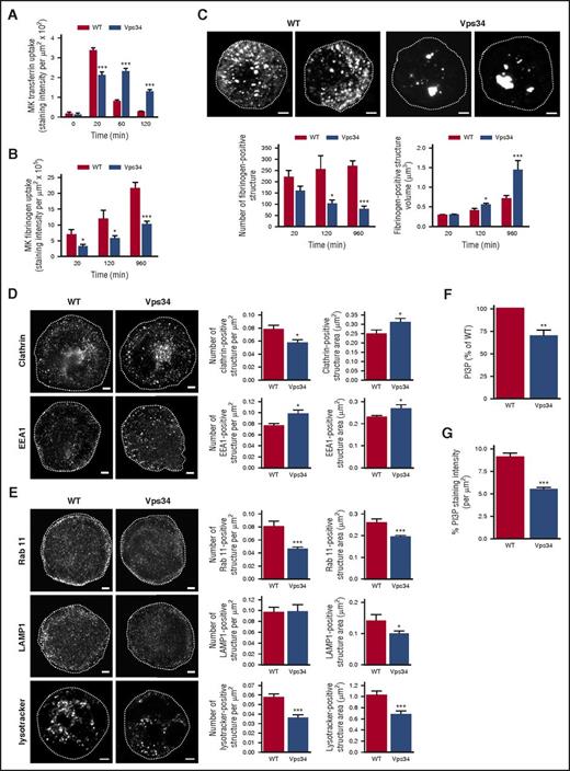 Figure 3. Defective intracellular trafficking and PI3P production in Vps34-deficient MKs. (A-C) MK uptake of transferrin-Alexa Fluor546 (A) or fibrinogen-Alexa Fluor488 (B-C) was observed by confocal (A) or superresolution structured illumination microscopy (B-C) at different incubation time points. (A-B) Graphs represent fluorescence intensity quantified on a MK z-stack by ImageJ or Imaris software. (C) Representative 3-dimensional surface rendering of z-stacks acquired after 960 minutes of fibrinogen uptake are shown. Scale bar represents 5 µm. Graphs represent fibrinogen-positive structure number and volume quantified over time on 3-dimensional images using Imaris software (mean ± SEM; n = 10-60 MKs from 3 mice of each genotype; *P < .05; ***P < .001 vs WT according to 2-way ANOVA). (D-E) Fixed MKs stained with anti-clathrin, anti-EEA1, anti-Rab11, or anti-LAMP1 antibodies followed by corresponding secondary Alexa Fluor488 antibodies were observed by confocal microscopy. Live MKs were stained with LysoTracker Deep Red, fixed, and observed by confocal microscopy. Representative images of a z-stack are shown. Scale bar represents 5 µm. Graphs represent the structure number and area analyzed on a z-stack with ImageJ software (mean ± SEM; n = 30-50 MKs from 3 mice of each genotype; *P < .05; ***P < .001 vs WT according to 2-tailed Student t test). (F) PI3P mass assay performed on MKs as described in “Methods” (mean ± SEM; n = 5; **P < .01 vs WT according to 1-sample Student t test). (G) MKs stained with anti-PI3P and secondary Alexa Fluor488 antibodies were observed by confocal microscopy, and fluorescence intensity was quantified by using ImageJ software (mean ± SEM; n = 40 MKs from 3 mice of each genotype; ***P < .001 vs WT according to 2-tailed Student t test).