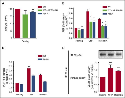 Figure 4. Vps34 regulates stimulation-dependent PI3P production in platelets. (A) PI3P content was analyzed by mass assay in washed resting WT platelets treated for 1 hour with dimethyl sulfoxide (WT) or 1 μM VPS34-IN1 and Vps34-deficient platelets (Vps34) (mean ± SEM; n = 3-5; **P < .01 vs WT according to 1-sample Student t test). (B) PI3P content from WT platelets treated for 1 hour with dimethyl sulfoxide (WT) or 1 μM VPS34-IN1 and from Vps34-deficient platelets (Vps34) in resting or stimulated (CRP, 10 µg/mL; thrombin, 0.5 UI/mL) conditions was assessed by mass assay (mean ± SEM; n = 5; *P < .05; **P < .01 vs WT according to 2-way ANOVA). (C) HPLC analysis of the PI3P level of resting and stimulated (CRP, 10 µg/mL; thrombin, 0.5 IU/mL) 32Pi-labeled platelets (mean ± SD; n = 2). (D) Vps34 was immunoprecipitated from resting or activated (CRP, 10 µg/mL; thrombin, 0.5 IU/mL) washed platelets and assayed for lipid kinase activity in vitro. Graph represents Vps34 activity (fold increase) normalized to the levels of immunoprecipitated kinase in each condition as assessed by immunoblot and densitometry analysis (mean ± SEM; n = 5; ***P < .001 vs resting according to 1-sample Student t test).