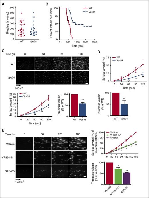 Figure 5. Vps34 plays an important role in thrombosis via its kinase activity. (A) Tail bleeding time (n = 30 mice of each genotype) was measured as described in “Methods.” (B) The thrombotic response of mice to carotid injury after exposure to 7.5% ferric chloride for 3 minutes was assessed by a flow probe. Graph represents the percentage of mice without occlusion 30 minutes after injury (n = 15 mice of each genotype; P = .0002 according to 1-sample Student t test). (C-D) DiOC6-labeled platelets in mouse whole blood were perfused through collagen-coated microcapillaries at a physiological arterial shear rate of 500 s−1 (C) or at an arteriolar shear rate of 1500 s−1 (D). Scale bar represents 20 µm. The surface covered by fluorescent platelets and thrombus volume were analyzed using ImageJ software (mean ± SEM; n = 8 mice of each genotype; *P < .05; **P < .01 vs WT according to 2-tailed Student t test and 1-sample Student t test). (E) Healthy human donor whole blood was treated with 1 µM VPS34-IN1, 1 µM SAR405, or vehicle (dimethyl sulfoxide) for 1 hour. Then, DiOC6-labeled whole blood was perfused through collagen-coated microcapillaries at a physiological shear rate of 1500 s−1. Scale bar represents 20 µm. The surface covered by fluorescent platelets and thrombus volume were analyzed using ImageJ software (mean ± SEM; n = 3-5 healthy donors depending on the inhibitor; *P < .05; **P < .01 vs vehicle according to 2-way ANOVA and 1-sample Student t test).