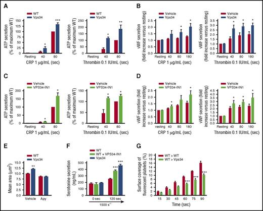 Figure 6. Vps34 kinase activity regulates platelet secretion. (A) Kinetics of ATP secretion of washed platelets under resting or stimulated conditions (CRP, 1 µg/mL; thrombin, 0.1 IU/mL) were recorded by measuring the luminescence from the firefly luciferin-luciferase reaction by lumi-aggregometry using the Chrono-log aggregometer. Graphs represent the percentage of WT maximal secretion at 80 seconds (mean ± SEM; n = 6-15 mice of each genotype depending on the agonist; *P < .05; **P < .01; ***P < .001 vs WT according to 2-way ANOVA). (B) Kinetics of vWF secretion of washed platelets under resting or CRP (1 µg/mL) or thrombin (0.1 IU/mL) stimulated conditions was analyzed by enzyme-linked immunosorbent assay . The results are expressed as the fold increase compared with resting WT platelets (mean ± SEM; n = 6 mice of each genotype; *P < .05 vs resting WT according to 2-way ANOVA). The kinetics of ATP secretion (C) and vWF secretion (D) of washed platelets treated 1 hour with vehicle (dimethyl sulfoxide) or 1 μM VPS34-IN1 and stimulated with CRP (1 µg/mL) or thrombin (0.1 IU/mL) were analyzed as described above (mean ± SEM; n = 6; *P < .05 vs resting WT according to 2-way ANOVA). (E) Washed platelets were spread on a fibrinogen-coated surface for 20 minutes in the presence or absence of apyrase (2 IU/mL), and the platelet surface was measured using ImageJ software (mean ± SEM; n = 3 mice per genotype; **P < .01 vs WT according to 2-way ANOVA). (F) Whole blood from WT mice treated for 1 hour with dimethyl sulfoxide (WT) or 1 μM VPS34-IN1 or from Pf4-Cre-Pik3c3lox/lox mice was perfused through a collagen-coated microcapillary in the presence of fluoxetine (25 µM) at a physiological shear rate of 1500 s−1. The serotonin content was quantified in plasma by immunoassay (mean ± SEM normalized by thrombus volume; n = 3-5 per condition; ***P < .001 vs WT according to 1-way ANOVA). (G) Unlabeled whole blood from WT (WT > WT) or Pf4-Cre-Pik3c3lox/lox (WT > Vps34) mice were perfused through collagen-coated microcapillaries at 1500 s−1 for 1 minute, and were then replaced by DiOC6-labeled WT whole blood perfused at the same shear rate. The surface covered by fluorescent platelets was analyzed by using ImageJ software (mean ± SEM; n = 5 mice of each genotype; ***P < .001 vs WT > WT according to 2-way ANOVA test).