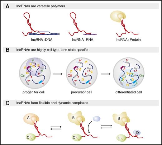 Figure 1. Unique features enable lncRNA-mediated control of cell fate and function. (A) lncRNAs can bind nucleic acids via base-pairing or proteins through secondary structures. The same lncRNA can harbor multiple interaction modules, enabling it to spatially organize diverse effectors and their targets and to scaffold ribonucleoprotein complexes. (B) lncRNAs are highly tissue-, developmental-, and physiological state-specific. Shown are 2 loci encoding lncRNAs (purple and blue boxes); gray boxes encode other transcripts. During early development (left), 1 lncRNA (purple transcripts) can form distinct nuclear compartments by recruiting a regulatory protein (yellow circles) to genomic sites surrounding its own locus. That lncRNA may be turned off at a later developmental stage whereas a second (blue transcript) is induced and recruits the same yellow protein but to different chromosome loci. (C) lncRNA–protein complexes are dynamic and flexible. The same lncRNA can bind distinct proteins based on their local concentration or by adopting distinct structural conformations with distinct RNA–protein binding affinities.