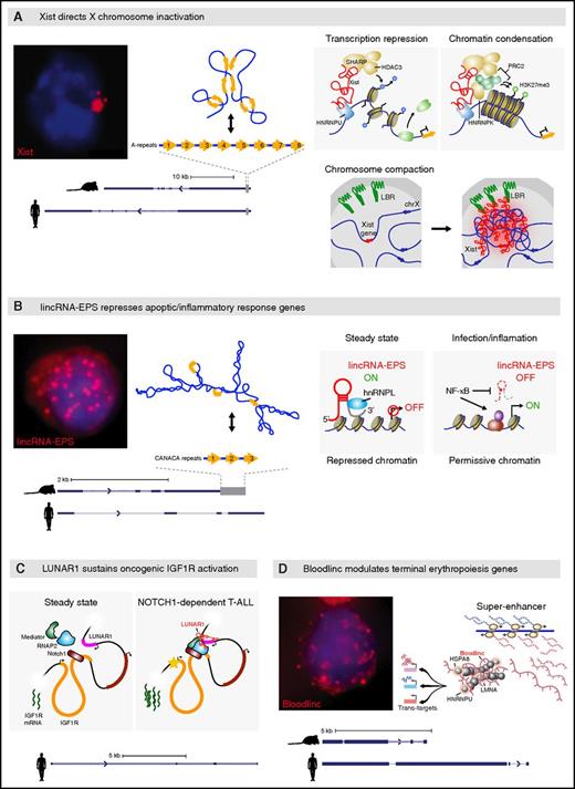 Figure 2. Many lncRNAs scaffold proteins to their targets. (A) Xist directs X chromosome inactivation across eutherian females. RNA fluorescence in situ hybridization (FISH) image shows focal retention of Xist transcripts (red; blue fluorescence demarks the nucleus). Transcript models from mouse and human are shown at bottom. The gray bar at the right marks the A-repeat region, with the 8 tandem A-repeats depicted above. Base pairing among the repeats is stochastic, and one of the specific conformations they adopt in vivo is shown at top. Xist remains cis-tethered to DNA (blue line) by binding the chromatin attachment factor HNRNPU. Binding to SPEN via the A-repeat domain followed by recruitment of histone deacetylase 3 (HDAC3), which catalyzes H3K4 demethylation leading to transcription machinery exclusion, enables transcription repression. Xist also binds HNRNPK, which facilitates scaffolding of epigenetic repressors such as PRC2, which deposits H3K27me3, leading to a transcription-repressive chromatin state. As Xist spreads in cis, it binds the lamin B receptor (LBR) to reposition its chromosome to the nuclear lamina, forming a compact repressive compartment.41 (B) lincRNA-EPS represses apoptotic/inflammatory response genes. RNA FISH image shows nuclear diffusion of lincRNA-EPS transcripts (red). Transcript models from mouse and human are shown at bottom. The gray bar marks a 3′ region with tandem CANACA repeats, depicted at top, which is not conserved in humans. Its predicted secondary structure, comprising the minimum free energy conformation identified by RNAfold, is shown at top. Under steady-state conditions, lincRNA-EPS binds HNRNPL via the CANACA-repeat domain and localizes to promoters of target genes, conferring a repressed chromatin state by promoting nucleosome occupancy upstream of their transcription start site. This basal transcription repression is lifted during infection/inflammatory responses. (C) LUNAR1 sustains oncogenic IGF1R activation in cis. Aberrantly activated NOTCH1 engages an enhancer element intronic to the IGF1R gene (orange) which activates LUNAR1, which in turn cooccupies this element and favors recruitment/retention of the transcription machinery, including Mediator, leading to enhanced activation of the IGF1R promoter and accumulation of additional IGF1R transcripts. (D) Bloodlinc potentiates the terminal erythropoiesis gene program. RNA FISH image shows nuclear diffusion of Bloodlinc molecules. Transcript models from mouse and human are shown at bottom. Bloodlinc diffuses from a super-enhancer domain to trans-loci encoding terminal erythropoiesis modulators, and binds HNRNPU as well as transcription coactivators/corepressors, mediating activation or repression of its targets.