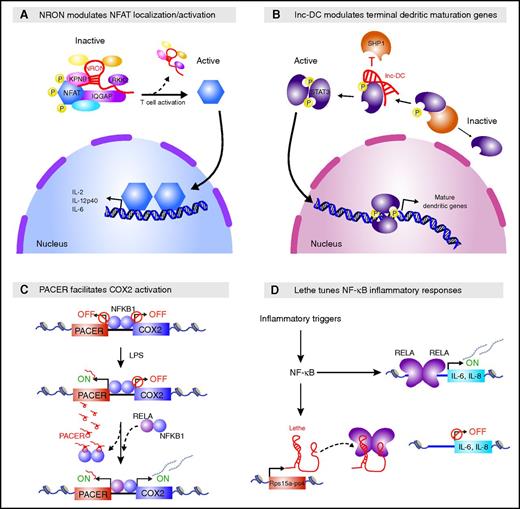 Figure 3. Many lncRNAs sequester proteins from their targets. (A) NRON sequesters phosphorylated NFAT in the cytoplasm. NRON scaffolds NFAT within a complex that includes the calmodulin-binding protein IQGAP1, the nuclear importer KPNB1, and the inhibitory kinase LRRK2, keeping NFAT in a phosphorylated inactive state. T-cell activation leads to increased Ca2+ levels, causing disassembly of this complex and NFAT dephosphorylation, which in turn favors NFAT nuclear import and subsequent activation of cytokine expression. (B) lnc-DC promotes the terminal dendritic maturation gene program. lnc-DC binds the C terminus of STAT3 and sequesters it away from the phosphatase SHP1, preventing its dephosphorylation and favoring nuclear import of phosphorylated STAT3 and subsequent activation of the terminal DC differentiation gene program. (C) PACER promotes COX2 activation in cis. PACER is induced as part of the inflammatory response in response to lipopolysaccharide (LPS) stimulation. PACER binds to and competes with the repressive NF-κB1 homodimer away from the adjacent COX2 promoter, favoring binding of the activating RELA/NF-κB1 heterodimer to the promoter and subsequent COX2 activation. (D) Lethe tunes inflammatory responses in trans. Lethe, a chromatin-retained lncRNA, is transcribed from the Rps15a-ps4 pseudogene and acts as an RNA decoy that titrates activating RELA complexes away from target gene promoters, restraining cytokine activation downstream of inflammatory triggers.