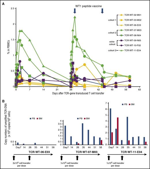 Figure 1. Cell kinetics in peripheral blood and bone marrow trafficking of WT1-specific TCR-T cells after the cell transfer into 8 patients. (A) Panels show kinetics of 3 patients who received 2 × 108 cells per infusion (cohort 1), 3 patients who received 1 × 109 cells (cohort 2), and 2 patients, TCR-WT-09-N05 and TCR-WT-10-F02, who received 9.7 × 108 cells (first cycle), 5.6 × 108 cells (second cycle), and 6.5 × 108 cells per infusion (extracohort), respectively. PB was collected at baseline and at predetermined times during a period of 58 days. DNA samples were extracted from the PBMCs, and TCR gene copy numbers were measured by qPCR. (B) Bone marrow trafficking of WT1-TCR-T cells in 3 patients compared with those in the peripheral blood at the same times is presented. The detection limit of the transduced cells is 100 copies/105 cells.