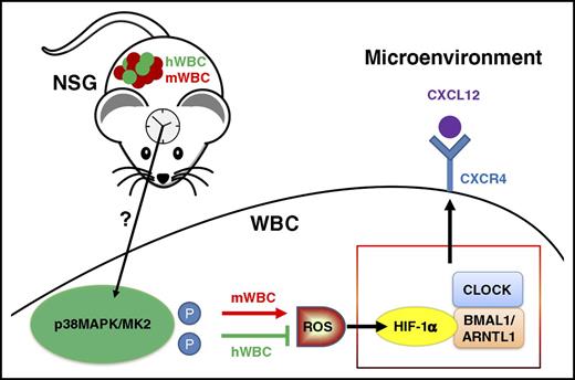 Model proposed in the study by Zhao et al. Physiological activation of p38MAPK/MK2 during circadian cycles causes differential ROS levels and HIF-1α–BMAL1-dependent CXCR4 regulation, explaining opposite trafficking patterns of mouse and human leukocytes in chimeric immunodeficient mice. hWBC, human white blood cell; mWBC, mouse white blood cell; P, phosphorylation; WBC, white blood cell.