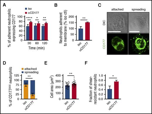 Figure 2. Migratory blockade by CD177 ligation reflects enhanced adherence. (A) The proportion of neutrophils adherent to the 3-µm transwell filters that were CD177pos was quantitated by confocal microscopy in the presence of isotype control or αCD177. Anti-CD177 increased the proportion of adherent CD177pos cells. (B) Neutrophils were exposed to a migratory stimulus (LTB4 100 nM) across a barrier with pores too small to permit migration (0.4 µm), and the proportion of adherent neutrophils was assessed in the presence of isotype or αCD177. Anti-CD177 increased adherence to the membrane. Data for panels A and B represent triplicate wells per condition, representative of at least 2 to 3 similar experiments. (C) Neutrophils were incubated on glass coverslips in the presence of LTB4 100 nM for 15 min and washed, and CD177pos cells were characterized by paired differential interference contrast and immunofluorescence microscopy as attached (rounded shape with or without a trailing tail) or spreading (“halo” staining of CD177, lamellar protrusions, or both). Scale bars measure 10 µm. αCD177 markedly induced spreading morphology (D) and increased the cellular area of CD177pos neutrophils (E). (F) Treatment with anti-CD177 increases the fraction of shear stress resistant neutrophils. Data reflect 2 replicates enumerating 90 to 110 cells each (C-D), 25 to 30 cells each (E), and 3 independent experiments performed in duplicate, each replicate analyzing 10 to 50 cells per field of view (F). Means ± SEMs. *P < .05; **P < .01; ****P < .0001; by 2-way ANOVA (A,D) or unpaired t test (B,E,F). DIC, differential interference contrast. Ctl, control.