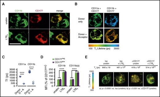 Figure 3. CD177 interacts with β2 integrins but does not alter integrin expression or affinity. (A) Immunofluorescence microscopy was performed to assess colocalization of CD177 and CD11b on human peripheral blood neutrophils. Scale bar, 10 µm. (B) Pseudocolored FLIM demonstrating molecular interaction between CD177 and CD11b, with reduction in τ1 indicative of fluorescence resonance imaging transfer quenching. (C) Quantitation of τ1 for interaction between CD11b or CD11a as donor and CD177 as acceptor. Data shown reflect at least 2 experiments each. (D) Flow cytometry was used to assess surface expression of total and active surface CD11b on freshly isolated peripheral neutrophils or after activation with LTB4 100 nM for 30 min. Similar results were obtained for CD11a, CD18, ICAM-1 binding, and integrin-dependent phagocytosis and with endogenously activated neutrophils obtained from inflamed joints (supplemental Figure 5A-D). Integrin data are pooled from 5 independent donors and at least 3 replicates. (E) CD177 ligation enhances the spatial proximity of CD177 with β2 integrins. Reduction in τ1 by FLIM upon CD177 ligation with MEM166 reflects enhanced intermolecular interaction with CD11b. Data were pooled from 3 separate experiments, including 60 to 90 pixels from the surface membrane used to calculate values. Donor-only τ1 was 1290 ± 9. Means ± SEMs. ****P < .0001, by unpaired t test (C,E) or 2-way ANOVA (D). A, acceptor; D, donor; MFI, mean fluorescence intensity; ps, picoseconds.