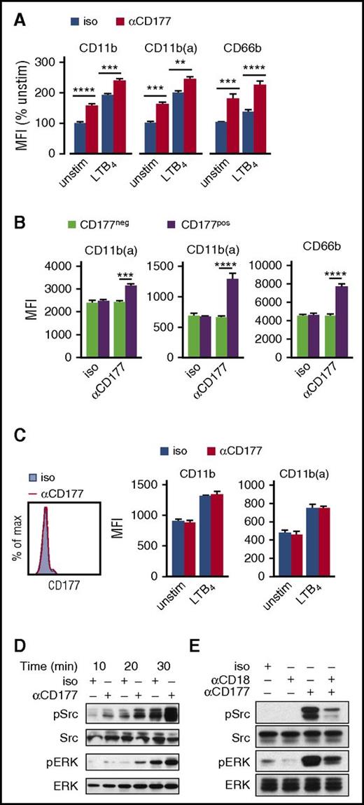 Figure 4. CD177 ligation activates neutrophils in a β2 integrin-dependent manner. (A) Neutrophils were incubated with αCD177 or isotype (10 µg/mL × 30 min), with or without LTB4 100 nM, followed by assessment of surface activation by flow cytometry. (B) Quantitation of change in surface activation markers in CD177pos versus CD177neg cells. Panels A and B reflect pooled data from 3 individual donors. (C) Activation of neutrophils from a CD177null donor was not affected by αCD177. Data are pooled from 2 replicate experiments. (D) Peripheral blood neutrophils were incubated with αCD177 or isotype 10 µg/mL ± LTB4 100 nM at 37°C for times as are indicated, detecting Src and ERK activation by western blot. (E) Phosphorylation of Src and ERK by αCD177 is inhibited by contemporaneous addition of blocking antibody against CD18 (MEM148, 10 µg/mL). Panels D and E are representative of 3 experiments in neutrophils from 2 donors. Means ± SEMs. **P < .01; ***P < .001; ****P < .0001; by 2-way ANOVA (A-B). Max, maximum; Min, minimum.