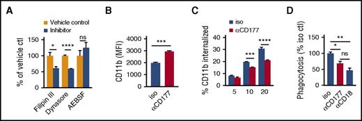 Figure 5. CD177 ligation impairs integrin internalization. (A) Peripheral blood neutrophils were incubated with Filipin III (inhibitor of calveolin-mediated endocytosis, 3 µg/mL), Dynasore (inhibitor of dynamin, required for clathrin or calveolin-mediated endocytosis, 80 µM), AEBSF (pan-serine protease inhibitor, 10 µM), or corresponding vehicles and allowed to migrate across a 3-µm pore transwell toward LTB4 100 nM × 2 h. Effect on migration is expressed as a proportion of corresponding vehicle control. Inhibition of endocytosis but not proteolytic cleavage impairs migration. (B) Neutrophils were preincubated with αCD177 or isotype 10 µg/mL RT for 10 min and then added to a transwell apparatus with a 0.4-µm pore membrane that was impermeable to neutrophil transit. After 2 h of attraction toward LTB4 100nM in the bottom chamber, attached neutrophils were liberated from the membrane using EDTA and assessed for CD11b expression. (C) Neutrophils exposed to isotype immunoglobulin G (IgG) or αCD177 10 µg/mL for 15 min at RT were allowed to adhere to 6-well plates and then incubated for with anti-CD11b-phycoerythrin (1 µg/mL, 30 min) at 4°C. After washing, cells were incubated at 37°C in prewarmed media containing 100 nM LTB4, as is indicated, acid-washed to strip off the surface signal, and then detached using EDTA for analysis of internalized fluorescence by flow cytometry. (D) Neutrophils exposed to isotype IgG, αCD177 10 µg/mL, or MEM148 for 10 min at RT were incubated with complement-opsonized 2-µm fluorescent latex beads for 1 h at 37°C, followed by washing in PBS 5-mM EDTA to remove adherent beads. Internalized fluorescence was then analyzed by flow cytometry. Each experiment is representative of at least 3 replicates. Means ± SEMs. *P < .05; **P < .01; ***P < .001; ****P < .0001; by unpaired t test (A-B), 2-way ANOVA (C) or 1-way ANOVA (D).
