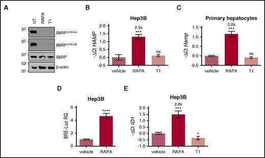 Figure 1. Rapamycin upregulates hepcidin through activation of the BMP-SMAD pathway. (A) Hep3B cells, treated with rapamycin (RAPA, 100 nM) or Torin1 (T1, 100 nM) for 15 hours, were lysed and whole-cell extract loaded onto a 10% sodium dodecyl sulfate polyacrylamide gel electrophoresis (SDS-PAGE) for western blot analysis. mTOR activation was detected by following Ser240/244 and Ser235/236 phosphorylation of the mTOR target protein S6RP. Total S6RP and actin were analyzed for normalization of gel loading. Molecular weight markers are indicated on the left. A representative western blot, made in triplicate, is shown. (B,E) Hep3B cells were treated with RAPA or T1 as described in panel A. Total RNA was isolated and analyzed by qRT-PCR for hepcidin (HAMP) (B) and ID1 (E) expression. GAPDH was used as a housekeeping gene. A representative experiment, made in triplicate, is shown. (C) Primary murine hepatocytes were treated with RAPA (100 nM) or T1 (100 nM) for 5 hours. RNA was isolated and qRT-PCR was performed to analyze hepcidin (Hamp) expression. Hprt1 was used as housekeeping gene. A representative experiment, made in triplicate, is shown. Mean ΔCt values in each group were subjected to a change of origin by subtracting the mean ΔCt of vehicle-treated cells (B: 7.1; C: −0.83; E: 0.34). (D) Hep3B cells were transfected with the BRE-Luc reporter vector and treated with RAPA (100 nM) as described in panel A. Cells were lysed and analyzed for the luciferase activity that was normalized to an untreated mean value of 1. A representative experiment, made in triplicate, is shown. Error bars indicate SD. *P < .05; **P < .01; ***P < .001; ****P < .0001. Estimates of the fold changes in gene expression (2−ΔΔCt) are shown in the graphs. RQ, relative quantification; ns, not significant.