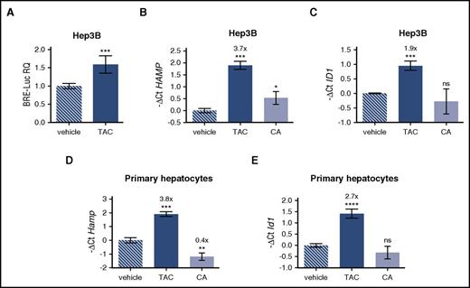 Figure 2. Tacrolimus upregulates hepcidin through BMP-SMAD pathway activation. (A) Luciferase activity was analyzed in Hep3B cells transfected with the BRE-Luc reporter vector and treated with tacrolimus (TAC, 1 μg/mL) or vehicle for 15 hours. The luciferase activity of treated cells was normalized to an untreated mean value of 1. A representative experiment, made in triplicate, is shown. (B,C) Hep3B cells, treated with TAC (1 μg/mL), the calcineurin inhibitor cyclosporine A (CA, 1 μg/mL), or vehicle for 15 hours, were processed for RNA purification. Hepcidin (HAMP) and ID1 expression were quantified by qRT-PCR and normalized to the housekeeping gene GAPDH. A representative experiment, made in triplicate, is shown. (D,E) Murine primary hepatocytes were isolated and treated with TAC (1 μg/mL), CA (1 μg/mL), or vehicle for 18 hours. Hepcidin (Hamp) and Id1 expression were evaluated by qRT-PCR and normalized to the housekeeping gene Hprt1. Mean ΔCt values in each group were subjected to a change of origin by subtracting the mean ΔCt of vehicle-treated cells (B: 7.1; C: −3.0; D: 3.0; E: 4.2). A representative experiment, made in triplicate, is shown. Error bars indicate SD. *P < .05; **P < .01; ***P < .001; ****P < .0001. Estimates of the fold changes in gene expression (2−ΔΔCt) are shown in the graphs.