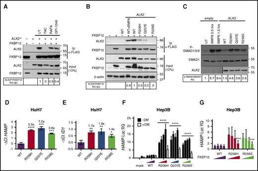 Figure 3. Displacement of FKBP12 from ALK2 increases hepcidin through BMP-SMAD pathway activation. (A) HuH7 cells were transiently transfected with FKBP12MYC-FLAG and ALK2wt-MYC and treated with TAC (1 μg/mL), rapamycin (RAPA, 100 nM), GPI-1046 (100 μg/mL), or vehicle for 15 hours. Protein extracts were immunoprecipitated with an anti-FLAG M2 affinity gel (Sigma-Aldrich). Total extract and immunoprecipitated proteins were loaded onto a 12% SDS-PAGE and analyzed by western blot. ALK2 and FKBP12 were detected by using anti-MYC and anti-FKBP12 antibodies, respectively. Molecular weight markers are indicated on the right. (B) HuH7 cells were transfected with FKBP12MYC-FLAG in the presence of ALK2wt-MYC, ALK2R206H-MYC or ALK2Q207E-MYC, ALK2R258S-MYC, or empty vector. When indicated, cells were treated for 15 hours with BMP6 (100 ng/mL). Whole-cell extract was immunoprecipitated and analyzed as described in panel A. Molecular weight markers are indicated on the right. (C) HuH7 cells were transfected with the Smad1FLAG expressing vector in the presence of ALK2wt-MYC, ALK2R206H-MYC, ALK2Q207E-MYC, ALK2R258S-MYC, or empty vector (mock). When indicated, transfected cells were treated with BMP6 (50 ng/mL) for 30 minutes or 1.5 hours. Cells were lysed, loaded onto 10% SDS-PAGE, and analyzed by western blot. Activation of the BMP-SMAD pathway was detected by using an antibody recognizing phospho-SMAD1/5/8 and total SMAD1. ALK2 was detected by using anti-MYC antibody. Molecular weight markers are indicated on the right. (D,E) RNA was isolated from HuH7 cells transfected with ALK2wt-MYC-, ALK2R206H-MYC-, ALK2Q207E-MYC-, or ALK2R258S-MYC-expressing vector. Hepcidin (HAMP) (D) and ID1 (E) expression levels were quantified by qRT-PCR and normalized to the housekeeping gene GAPDH. Mean ΔCt values in each group were subjected to a change of origin by subtracting the mean ΔCt of ALK2wt-transfected cells (D: −1.2; E: −3.9). Estimates of the fold changes in gene expression (2−ΔΔCt) are shown on the graphs. (F) Hep3B cells were transfected with hepcidin promoter firefly luciferase reporter (HAMP-Luc) and increasing concentration of ALK2wt-MYC-FLAG-, ALK2R206H-MYC-FLAG-, ALK2Q207E-MYC-FLAG-, or ALK2R258S-MYC-FLAG-expressing vector. Cells transfected with the highest concentration of ALK2 cDNA were treated with dorsomorphin (DM, 10 μM). Cells were lysed and analyzed for the luciferase activity that was normalized to an untreated mean value of 1. (G) Hep3B cells were transfected with hepcidin promoter firefly luciferase reporter (HAMP-Luc), ALK2wt-MYC, ALK2R206H-MYC, ALK2R258S-MYC, or empty vector (mock) and increasing concentration of FKBP12. Luciferase activity was normalized to an untreated mean value of 1. (A-F) Representative results of experiments performed in triplicate. Error bars indicate SD. The 2-way ANOVA was used in panel F (ALK2 wt vs ALK2 mutants). *P < .05; **P < .01; ***P < .001; ****P < .0001. Western blot results are representative of 3 independent experiments.