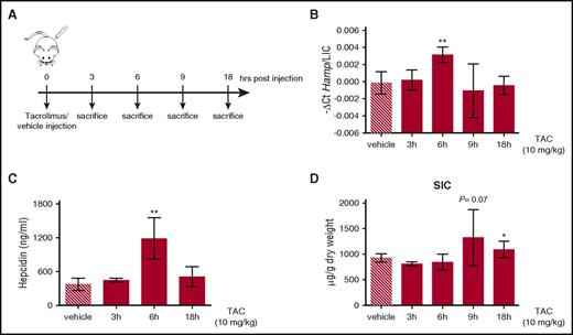 Figure 5. Tacrolimus increases hepcidin expression in vivo. (A) Schematic representation of the experimental design: C57BL/6 WT male mice (n = 3-6 mice/group) were treated with vehicle or 10 mg/kg TAC via subcutaneous injection and sacrificed at different time points. (B) Liver hepcidin (Hamp) expression and (C) serum hepcidin were quantified by qRT-PCR, as described in supplemental Figure 4A, and competitive enzyme-linked immunosorbent assay, respectively. Hepcidin mRNA was normalized to the housekeeping gene Hprt1 and expressed as a ratio compared with total liver iron content (LIC). (D) Spleen iron content (SIC). Error bars indicate SD. *P < .05; **P < .01. Estimates of the fold changes in gene expression (2−ΔΔCt) are shown in the graphs.