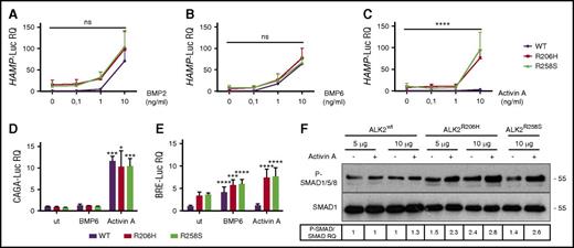 Figure 6. ALK2-FKBP12–resistant mutants activate hepcidin through Activin A. Hep3B cells were transfected with the hepcidin promoter luciferase reporter vector (HAMP-Luc) and ALK2wt-MYC (purple line), ALK2R206H-MYC (red line), or ALK2R258S-MYC (green line) and treated for 15 hours with increasing concentrations of BMP2 (A), BMP6 (B), and Activin A (C). Cells were lysed and analyzed for the luciferase activity that was normalized to an untreated ALK2wt-MYC mean value of 1. Hep3B cells were transfected with the SMAD2/3 reporter vector (CAGA-Luc) (D) or the SMAD1/5/8 reporter vector (BRE-Luc) (E) in the presence of ALK2wt-MYC, ALK2R206H-MYC, or ALK2R258S-MYC. When indicated, cells were incubated for 15 hours with BMP6 (1 ng/mL) or Activin A (10 ng/mL). Luciferase activity was normalized to an untreated-ALK2wt-MYC mean value of 1. (F) SMAD1/5/8 phosphorylation was analyzed in HuH7 transfected with the Smad1FLAG-expressing vector and 5 or 10 μg of ALK2wt-MYC, ALK2R206H-MYC, or ALK2R258-MYC. When indicated, cells were treated for 15 hours with 10 ng/mL Activin A. Whole cell extract, loaded onto a 10% SDS-PAGE, was analyzed by western blot. SMAD1 and phospho-SMAD1/5/8 were detected using anti-SMAD1 and anti-phosphoSMAD1/5/8 antibodies. A representative western blot, made in triplicate, is shown. Molecular weight markers are indicated on the right. Error bars indicate SD. Two-way ANOVA was used in panels A-C (ALK2 wt vs ALK2 mutants). *P < .05; ***P < .001; ****P < .0001.