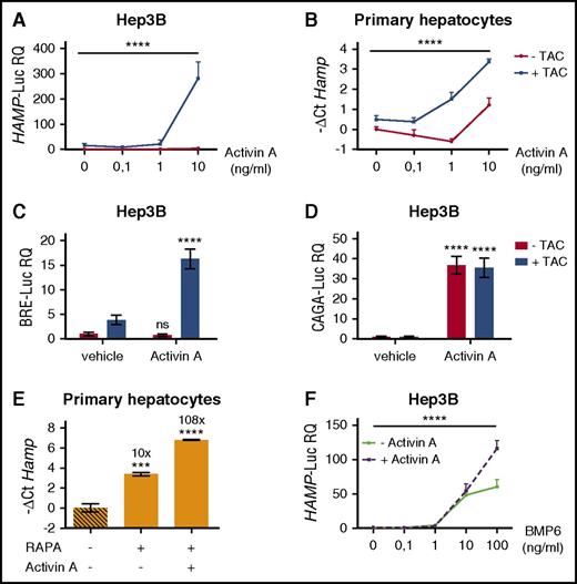 Figure 7. Pharmacologic displacement of FKBP12 from ALK2 leads to Activin A–dependent SMAD1/5/8 activation and hepcidin upregulation. (A) Hep3B cells, transfected with the hepcidin promoter luciferase reporter vector (HAMP-Luc) and ALK2wt-MYC-expressing vector, were pretreated with 1 μg/mL TAC or vehicle for 3 hours and then treated with increasing concentrations of Activin A, in the presence or absence of TAC, for 15 hours. Cells were lysed and analyzed for the luciferase activity that was normalized to an untreated mean value of 1. (B) Primary murine hepatocytes from WT mice were pretreated for 3 hours with 1 μg/mL TAC and incubated for 5 hours with Activin A (10 ng/mL) in the presence or absence of TAC. Hepcidin (Hamp) mRNA expression was quantified by qRT-PCR and normalized to the housekeeping gene Hprt1. Mean ΔCt values in each group were subjected to a change of origin by subtracting the mean ΔCt (−1.2) of untreated cells. A representative experiment, made in triplicate, is shown. SMAD1/5/8 and SMAD2/3 signaling pathways were analyses in Hep3B cells transfected with the BRE-Luc (C) and the CAGA-Luc (D) reporter vectors. Transfected cells were incubated with TAC (1 μg/mL) ± Activin A (10 ng/mL) and then lysed for analysis of the luciferase activity that was normalized to an untreated mean value of 1. A representative experiment, made in triplicate, is shown. (E) Murine primary hepatocytes were pretreated with 100 nM rapamycin (RAPA) for 3 hours and treated with Activin A (10 ng/mL) for 5 hours, in the presence or absence of RAPA. As control, cells were treated with Torin1 (T1, 100 nM). Cells were processed and analyzed as described in panel B. Mean ΔCt values in each group were subjected to a change of origin by subtracting the mean ΔCt (7.1) of untreated cells. (F) Hep3B cells, transfected with the hepcidin promoter luciferase reporter vector (HAMP-Luc), were treated for 15 hours with increasing concentration of BMP6 in presence or absence of 10 ng/mL of Activin A. Luciferase activity was analyzed and normalized to an untreated mean value of 1. A representative experiment, made in triplicate, is shown. Two-way ANOVA was used in panels A,B,F (ALK2 wt vs ALK2 mutants). **P < .01; ***P < .001; ****P < .0001. Estimates of the fold changes in gene expression (2−ΔΔCt) are shown in the graphs.