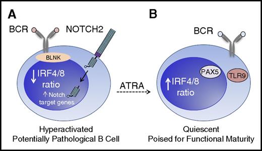 Figure 7. Model for a NOTCH2-BCR axis in the generation of pathogenic B cells in cGVHD. (A) Reduced activation threshold response to antigen and to NOTCH ligand. High BAFF levels in the cGVHD setting leads to the preferential survival of B cells with MZ-like properties. These B cells are driven by an abnormally low ratio of IRF4 to IRF8, and are dependent on NOTCH2 activation of target genes. BCR-NOTCH2 synergy in these B cells leads to pathogenic Allo-Ab production. (B) ATRA exposure normalizes the phenotype of cGVHD B cells by increasing the ratio of IRF4 to IRF8, eliminating NOTCH2 dependence. This in turn leads to enhanced expression of PAX5 and TLR9, a genetic profile associated with mature follicular B cells capable of producing protective Ab against bacteria and viruses, as well as to vaccines. Importantly, these B cells attain functional memory essential for long-term humoral immunity.