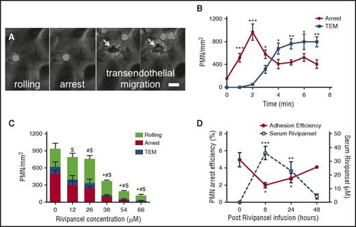 Figure 1. PMN arrest and transmigration on inflamed endothelium is inhibited by Rivipansel. Isolated human PMNs were perfused over IL-1β-stimulated human umbilical vein endothelial cell monolayers in a microfluidic flow chamber at physiological shear stress of 2 dynes/cm2. (A) PMN rolling to arrest and transmigration across human umbilical vein endothelial cell monolayers are superimposed. PMNs are phase bright until migration below endothelial monolayer, then become phase dark (marked by white arrows; scale bar, 10 μm). (B) PMN density, adherent on inflamed human umbilical vein endothelial cells measured after 2 minutes of shear flow. Arrest and TEM averaged from 5 fields of view represents mean ± SEM for 40 cells (n = 3 separate experiments). Significant differences are indicated for PMN arrest and TEM compared with stimulation and no shear condition. ***P < .001; **P < .01; *P < .05. (C) PMN rolling at 3 minutes, arrest, and TEM density on human umbilical vein endothelial cells at 7 min in the presence and absence of Rivipansel inhibition are superimposed. Data points represent mean ± SEM from 5 fields per condition (n = 4 separate experiments). Rolling (*), arrest ($), and TEM (#) significance (at P < .01) compared with untreated reported. (D) PMN arrest efficiency (number of PMNs captured/count in blood) of whole blood sheared over recombinant E-selectin/ICAM-1 for 4 patients treated for sickle cell disease before (t = 0) and after Rivipansel infusion (left y-axis) and average serum concentrations of Rivipansel after infusion (right y-axis). Each data point is the mean ± SEM of 5 to 11 fields of view along the centerline of the channel. ***P < .001; **P < .005; *P < .01 denote significance from baseline at t = 0). TEM, transendothelial migration.